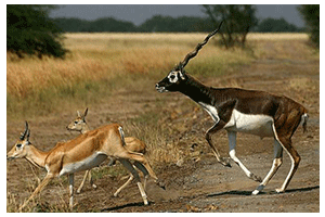 PCCF WILDLIFE PCCF WILDLIFE