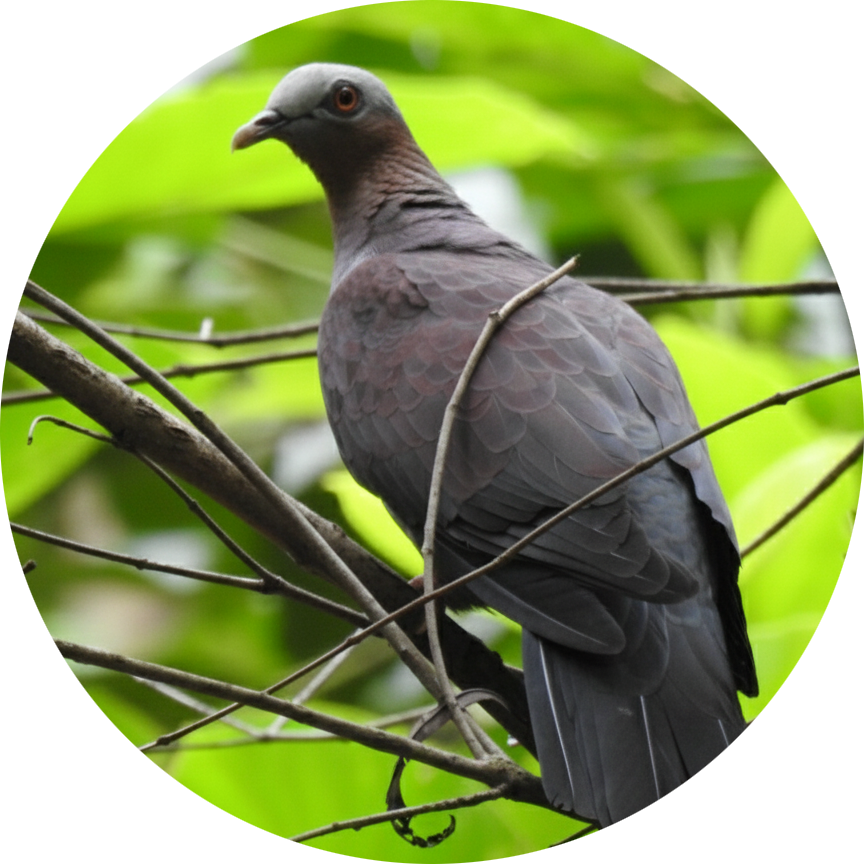 1st Odisha Bird Survey